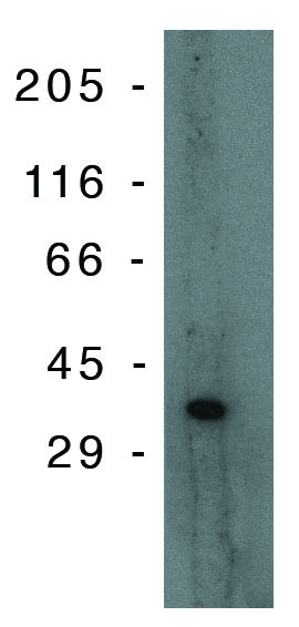 "Western blot analysis
using PIG-3 monoclonal
antibody on Jurkat lysate
at 10 µg/ml on Jurkat
lysate."